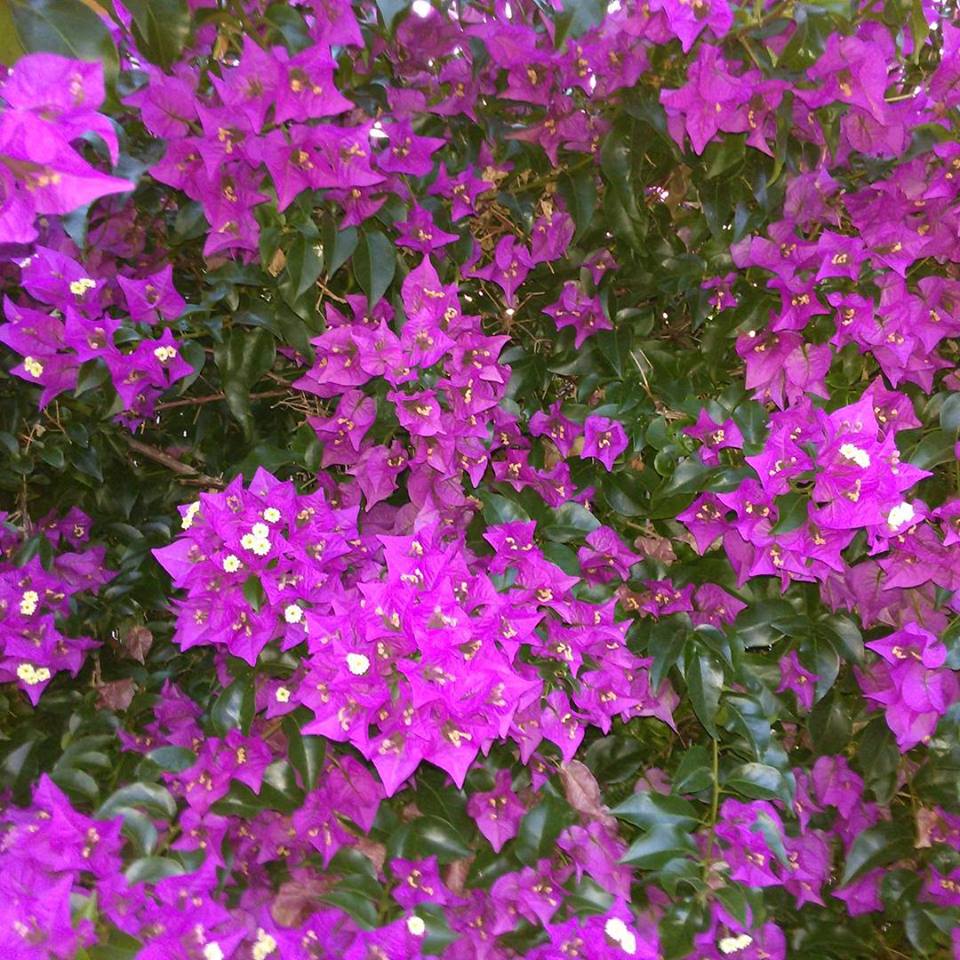 11698618_1028670183811425_1405502980601735478_n